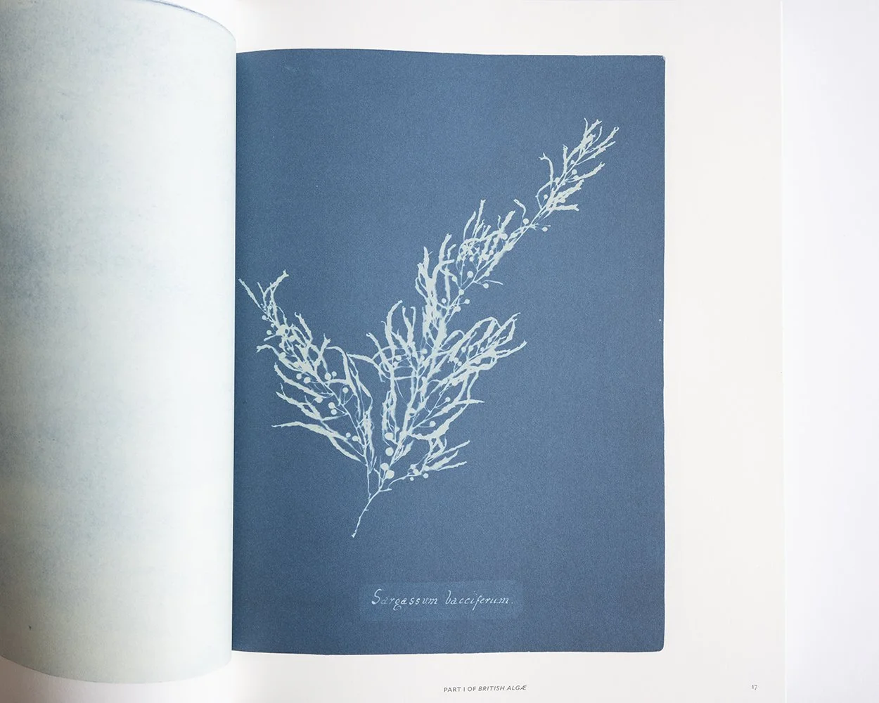 Cycles and Seasons by Cy Twombly — bookdummypress